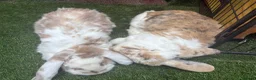 French Lop rabbits for sale: Frenchlop buck  - Advert 2