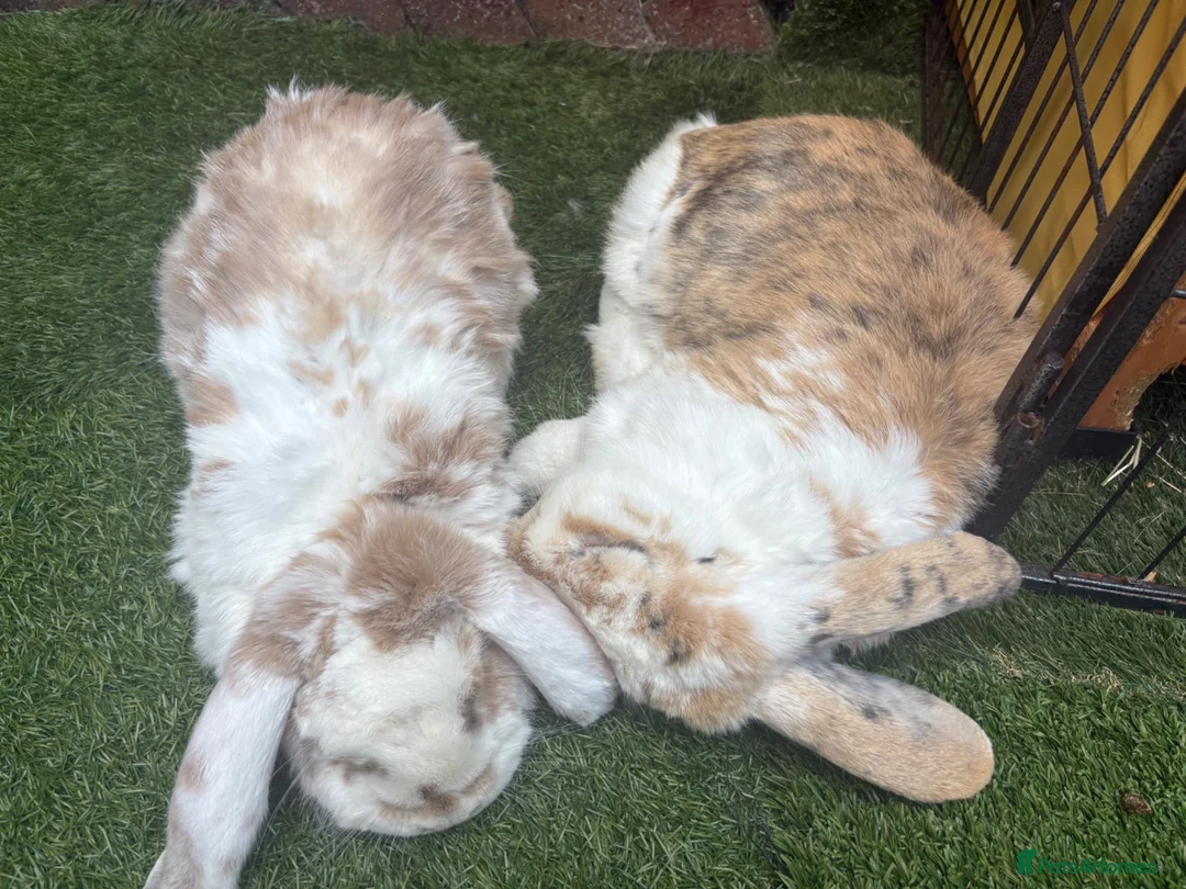 French Lop rabbits for sale: Frenchlop buck  - Advert 2