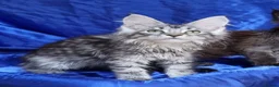 Maine Coon cats for sale: GCCF registered pedigree Maine Coon Kittens  - Advert 25