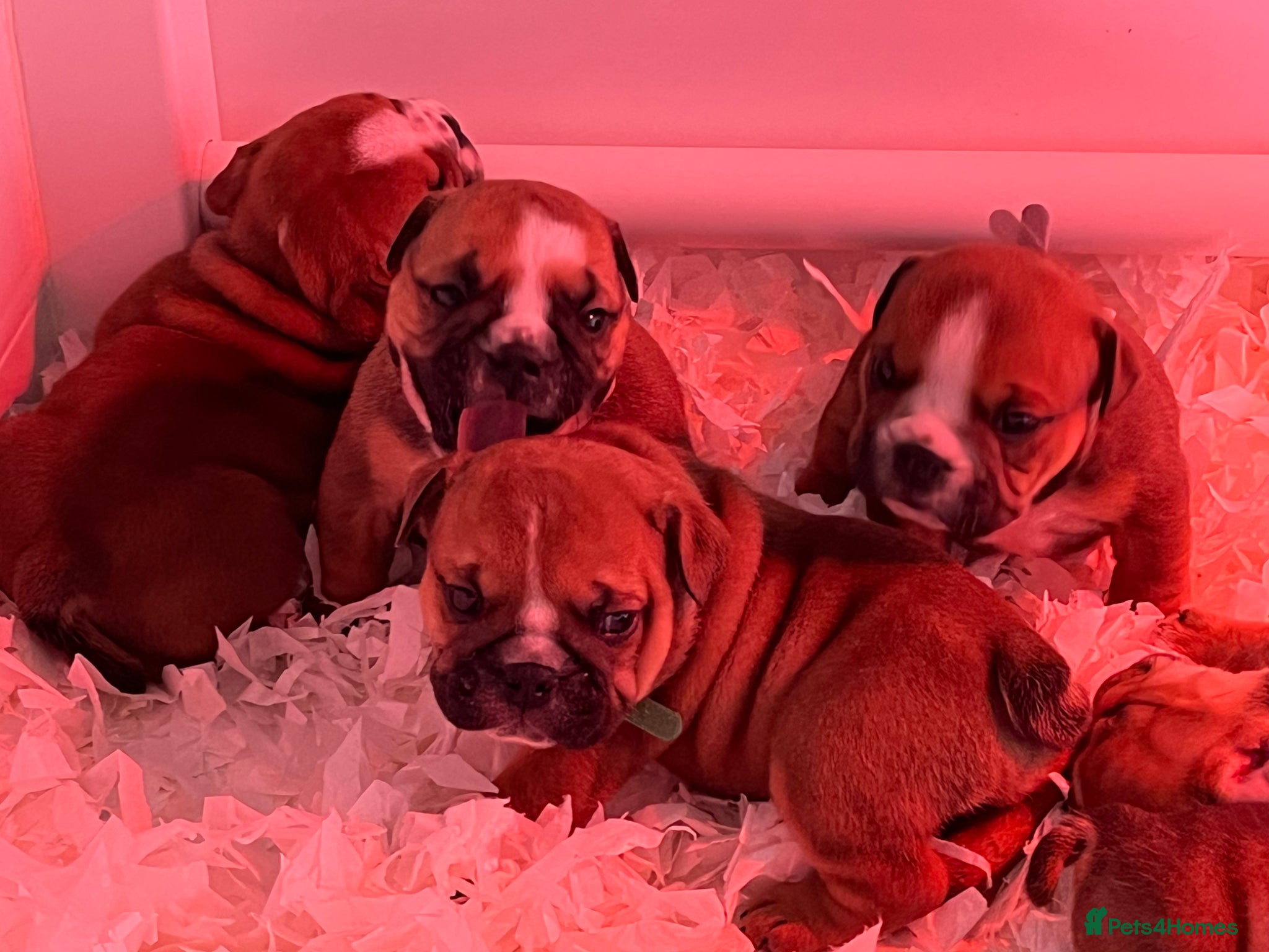 English Bulldog dogs red and white bulldog pupps  - Advert 2