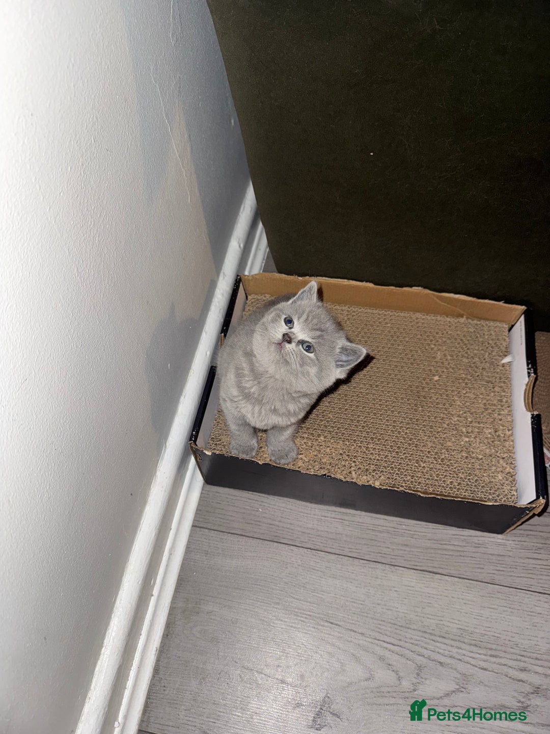 British Shorthair cats for sale: 🐾 British Shorthair × Scottish Straight Kittens - Advert 22