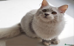 Maine Coon cats for sale: Maine Coon shaded lines - Image 5
