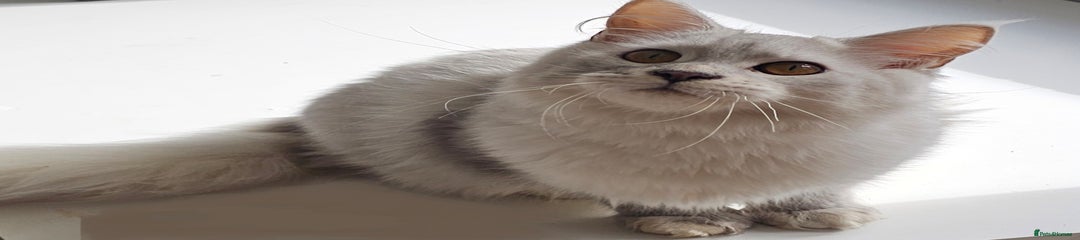 Maine Coon Kitten 2
