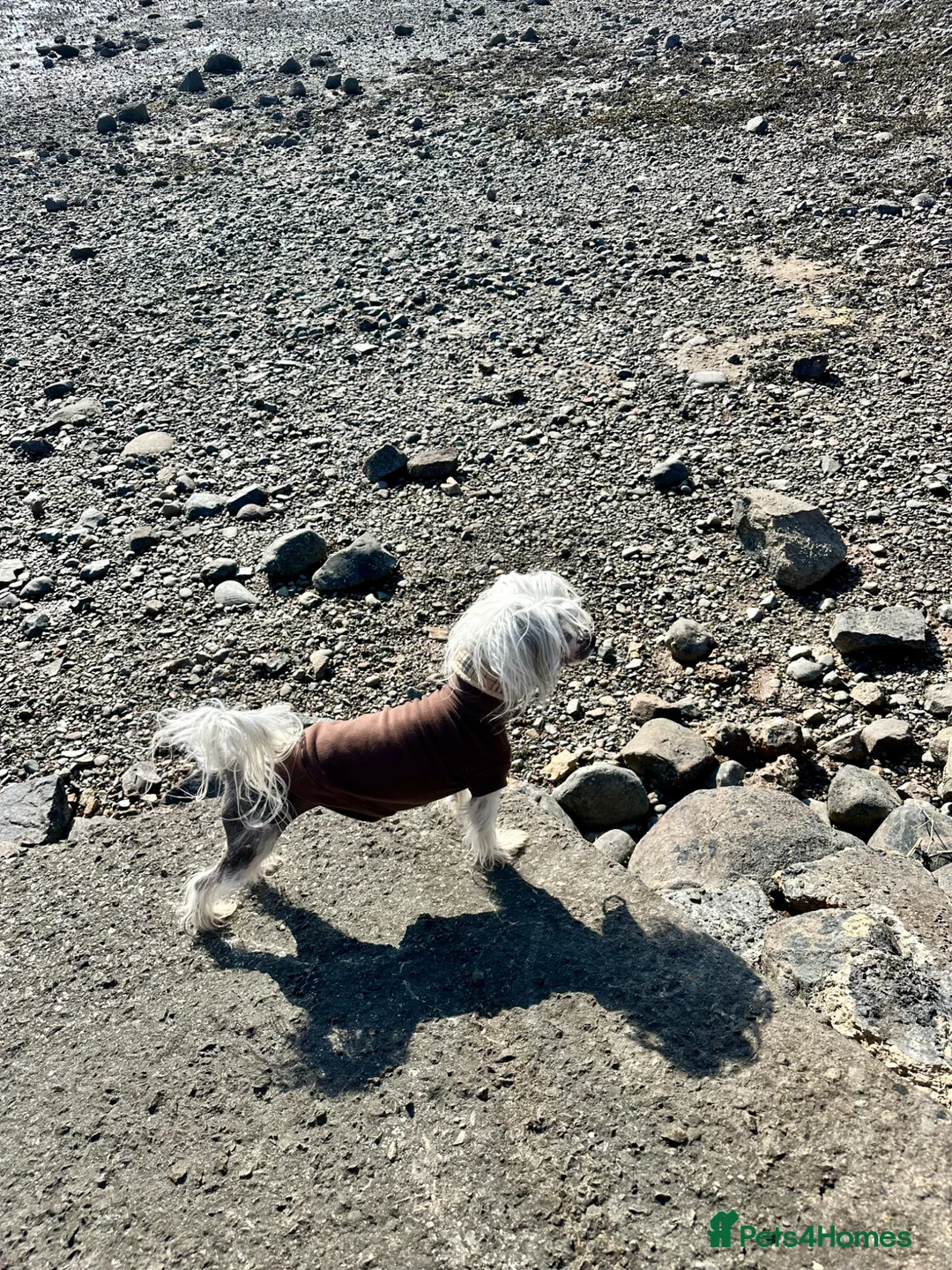 Chinese Crested dogs for sale: 5 yr old Female hairy hairless Chinese crested - Advert 2