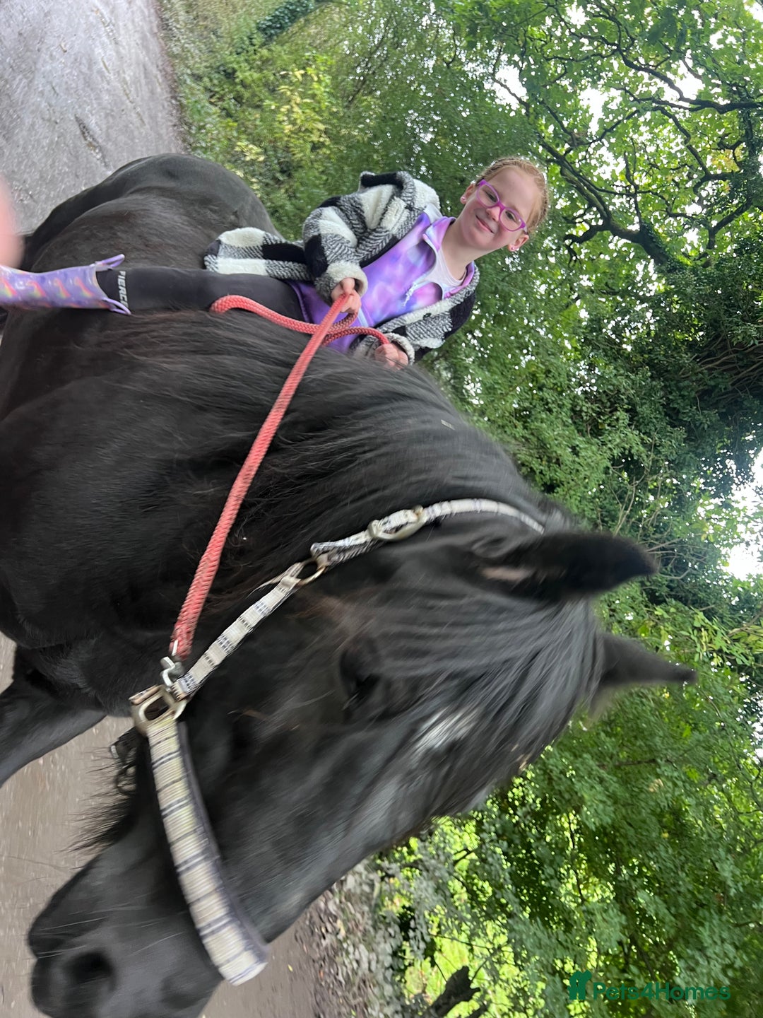 Fell horses for sale: Cob x Fell mare 10yrs old  - Advert 5