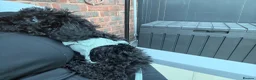 Miniature Poodle dogs for sale: Miniature Poodle- Waltham Abbey  - Advert 6