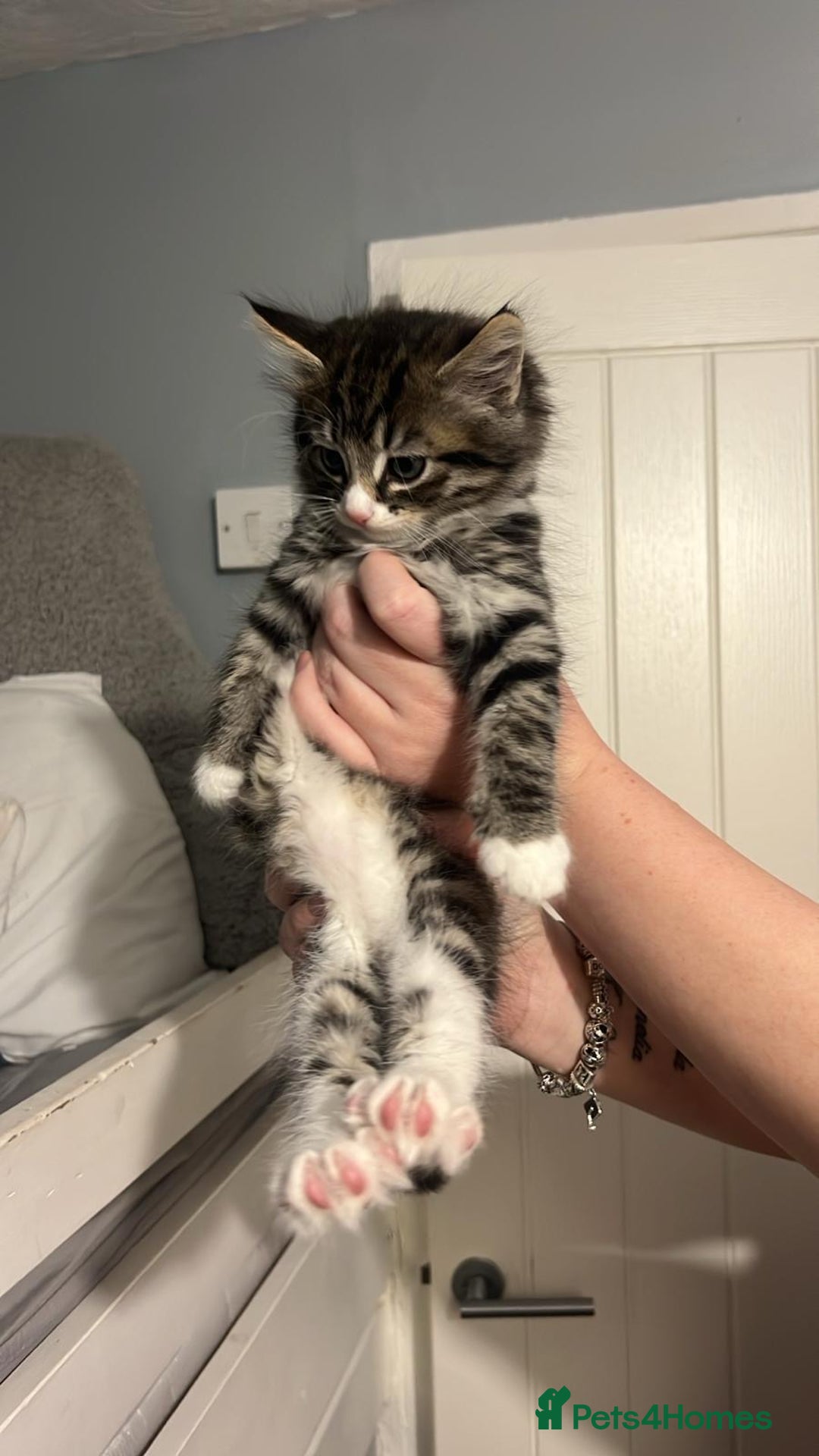 Domestic Shorthair cats for sale: 2 male kittens  - Advert 3