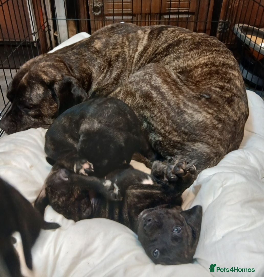 Presa Canario dogs Presa Canieo Puppies  - Advert 1