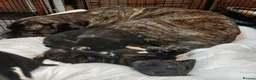 Presa Canario dogs for sale: Presa Canieo Puppies  in Nottingham - Advert 1
