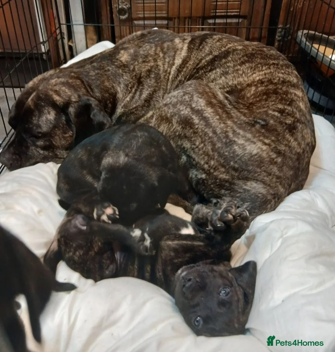Presa Canario dogs for sale: Presa Canieo Puppies  in Nottingham - Advert 1