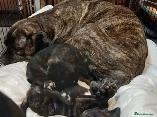 Presa Canario dogs Presa Canieo Puppies - Advert 8