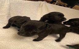 Patterdale Terrier dogs for sale: Patterdale terrier puppies  - Image 2