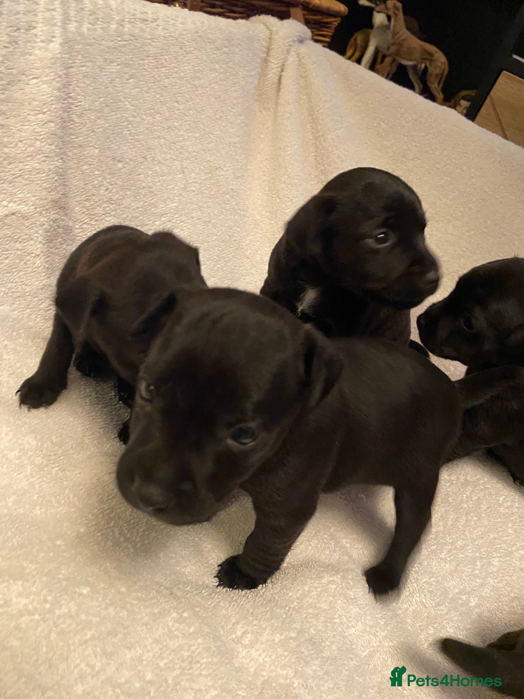 Patterdale Terrier dogs for sale: Patterdale terrier puppies  - Image 2