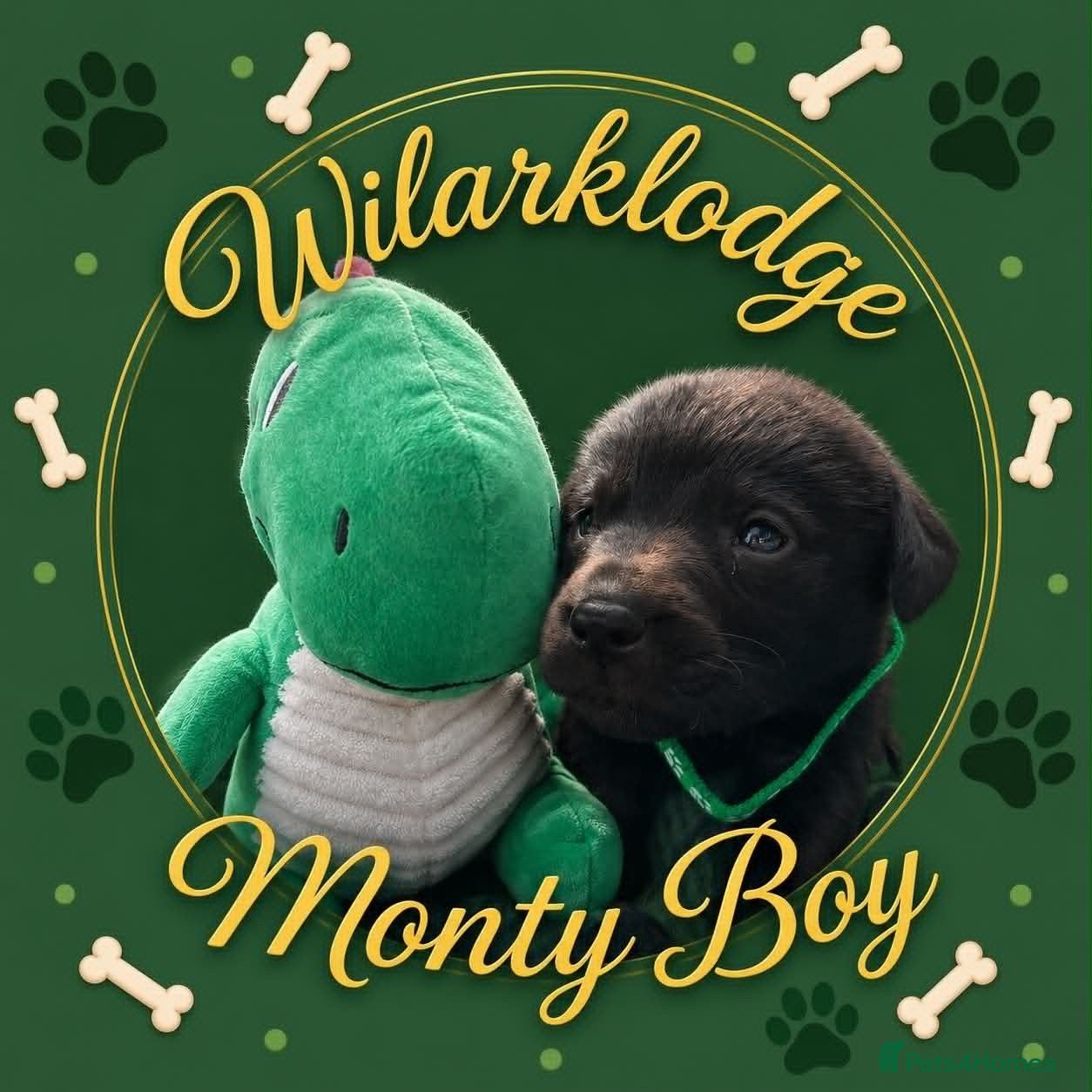 Labrador Retriever dogs KC Reg Puppies, FTCH Bred with versatility in mind - Advert 6