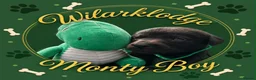Labrador Retriever dogs for sale: KC Reg Puppies, FTCH Bred with versatility in mind - Advert 1