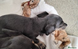 Dachshund dogs for sale: Mini dashound puppies - Image 6
