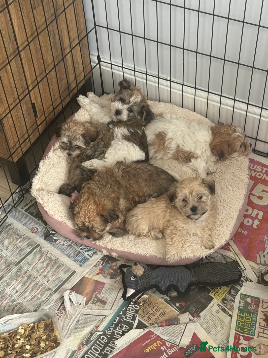 Lhasa Apso dogs for sale: READY NOW 2 beautiful lhatese boy pups  - Advert 8