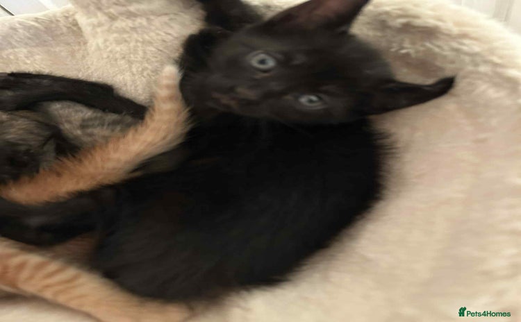 Mixed Breed cats - Advert 3