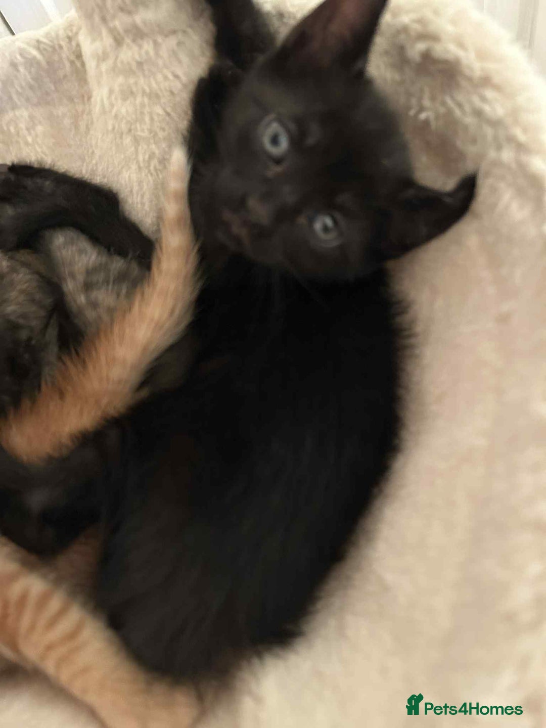 Mixed Breed cats for sale: ** ready to leave now 9 wks , 2 beautiful girls ** - Image 3
