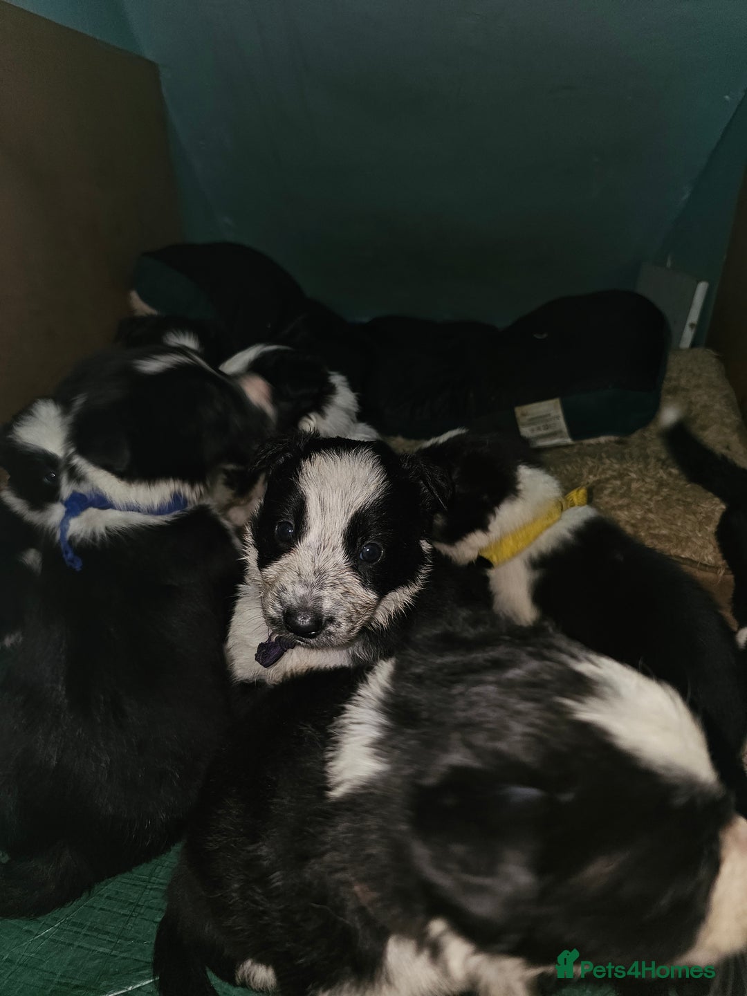Border Collie dogs for sale: Border Collie Puppies - Image 1