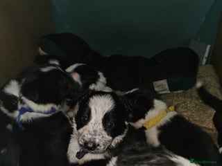Border Collie dogs for sale - Advert 1