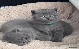 British Shorthair cats for sale: Beautiful Active Male Kitten for Sale – Blue - Image 14