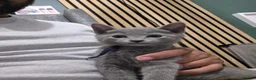 Russian Blue cats for sale: 🐾 All Kittens Reserved 🐾 - Advert 26