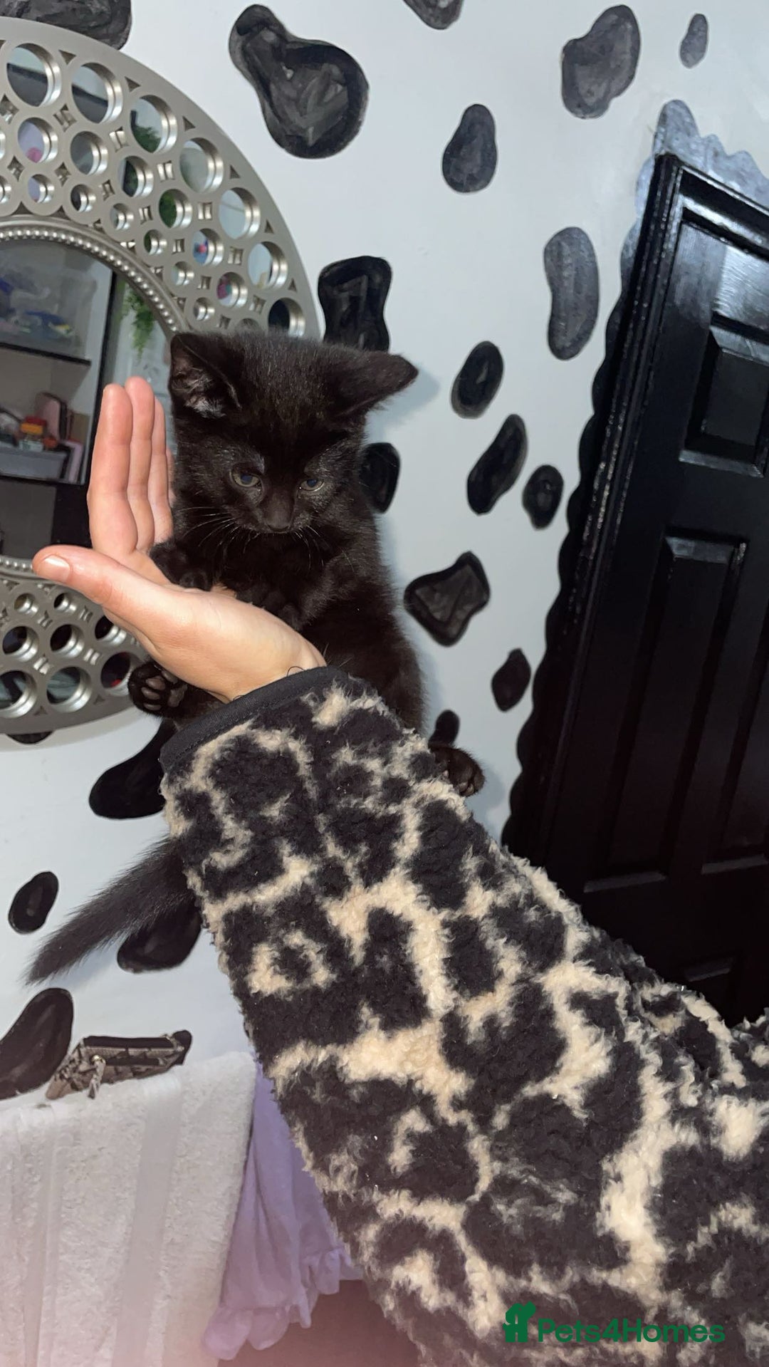 Mixed Breed cats for sale: 2 male black kittens  - Image 6