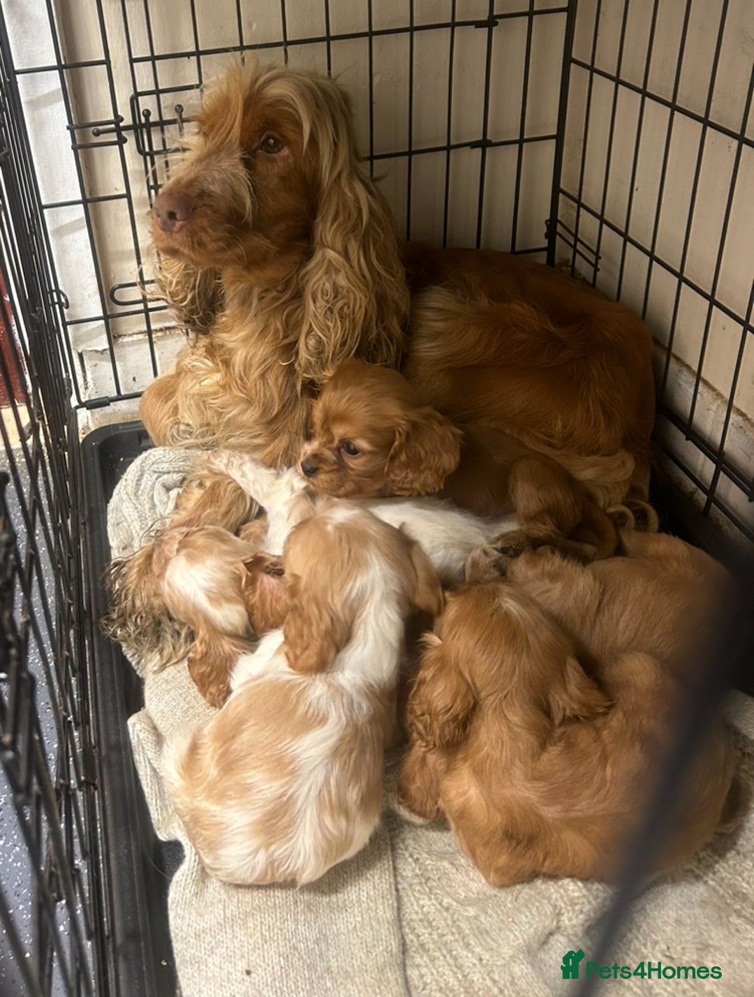 Cockalier dogs for sale: Cockalier puppies - Advert 1