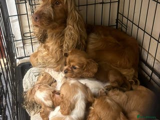 Cockalier dogs Cockalier puppies - Advert 2