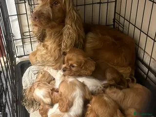 Cockalier dogs Cockalier puppies - Advert 2