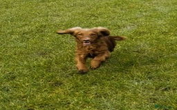 Cocker Spaniel dogs for sale: 3 golden cocker spaniels looking for loving homes - Image 13