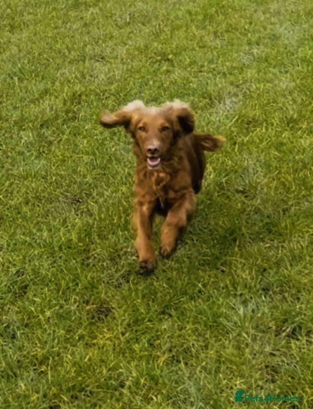 Cocker Spaniel dogs for sale: 3 golden cocker spaniels looking for loving homes - Image 13