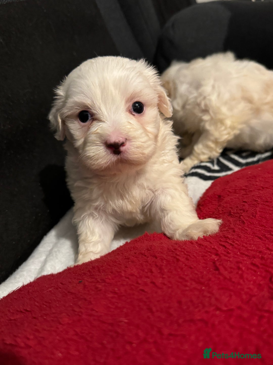 Bichon Frise dogs for sale: Bichon Frise - Advert 2