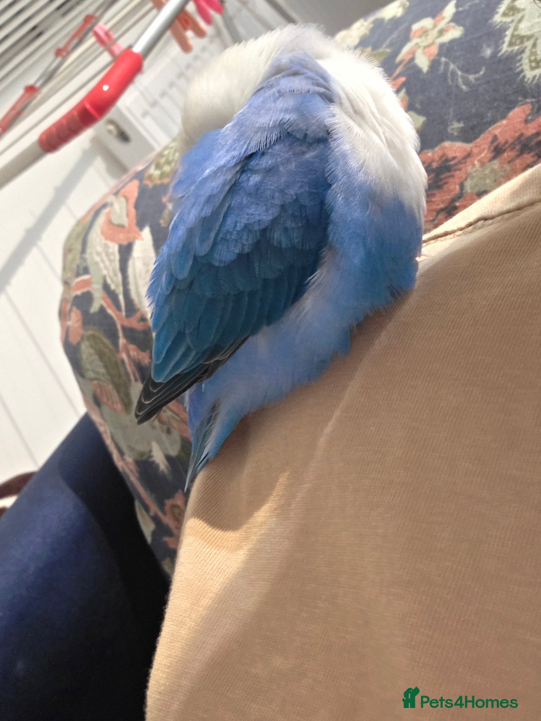 Lovebirds birds for sale: Blue Opaline Playful lovebird - Advert 7