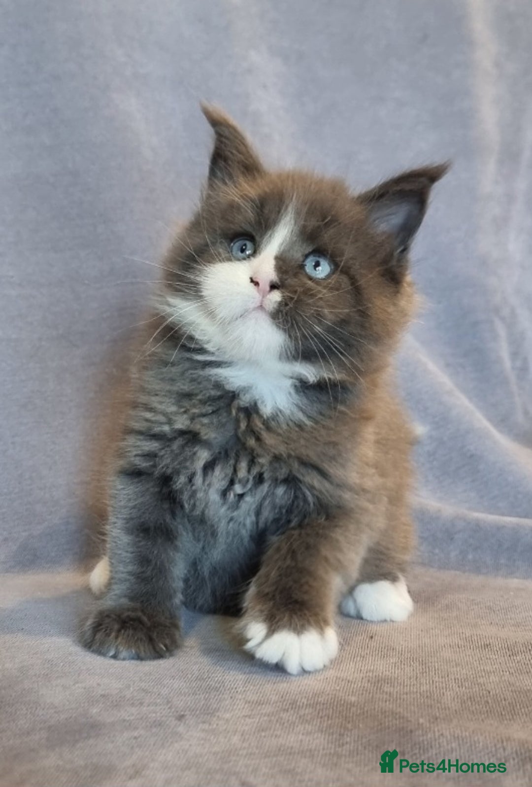 Maine Coon cats for sale: Gorgeous TICA register kittens - Advert 9