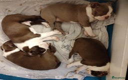 Boston Terrier dogs for sale: Three adorable KC Boston Terrier puppies - Image 9