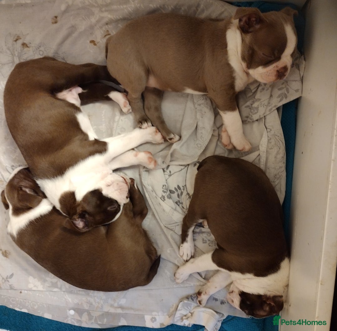 Boston Terrier dogs for sale: Three adorable KC Boston Terrier puppies - Image 9