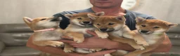 Japanese Shiba Inu dogs for sale: KC REGISTERED SHIBAINU PUPPIES  - Advert 4