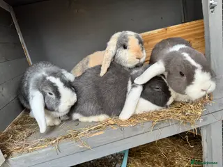 Mini Lop rabbits 4 Mini Lop Female Rabbits - Advert 5