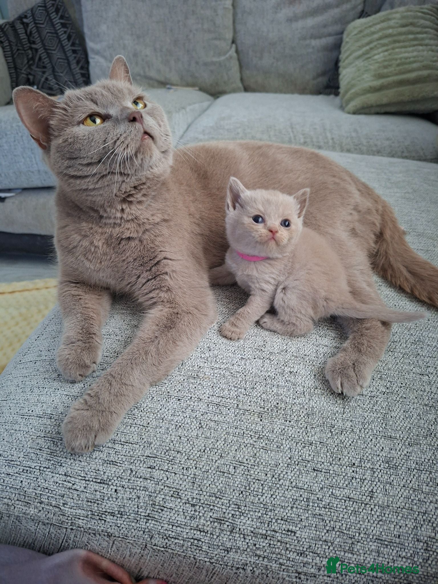 British Shorthair cats 7 beautiful lilac british shorthair kittens  - Advert 18