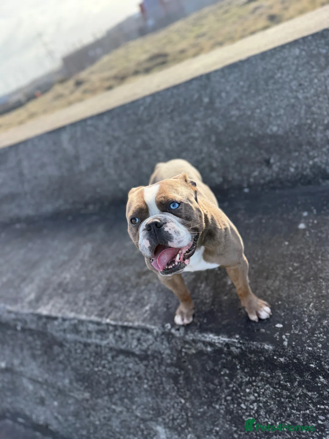 Olde English Bulldogge dogs for sale: Rolo  in Morecambe - Advert 2
