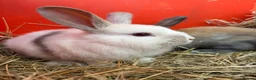 French Lop rabbits for sale: French lop babies ready to go  - Advert 4