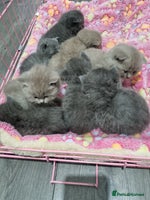 British Shorthair cats - Advert 6