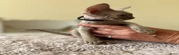 Devon Rex cats for sale: Price Reduced!TICARegisteredDevonRex lilac kittens - Advert 32