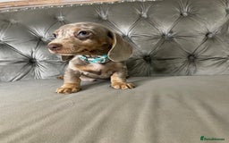 Miniature Dachshund dogs for sale: Miniature Dachshund Puppies ONE LEFT - Image 5