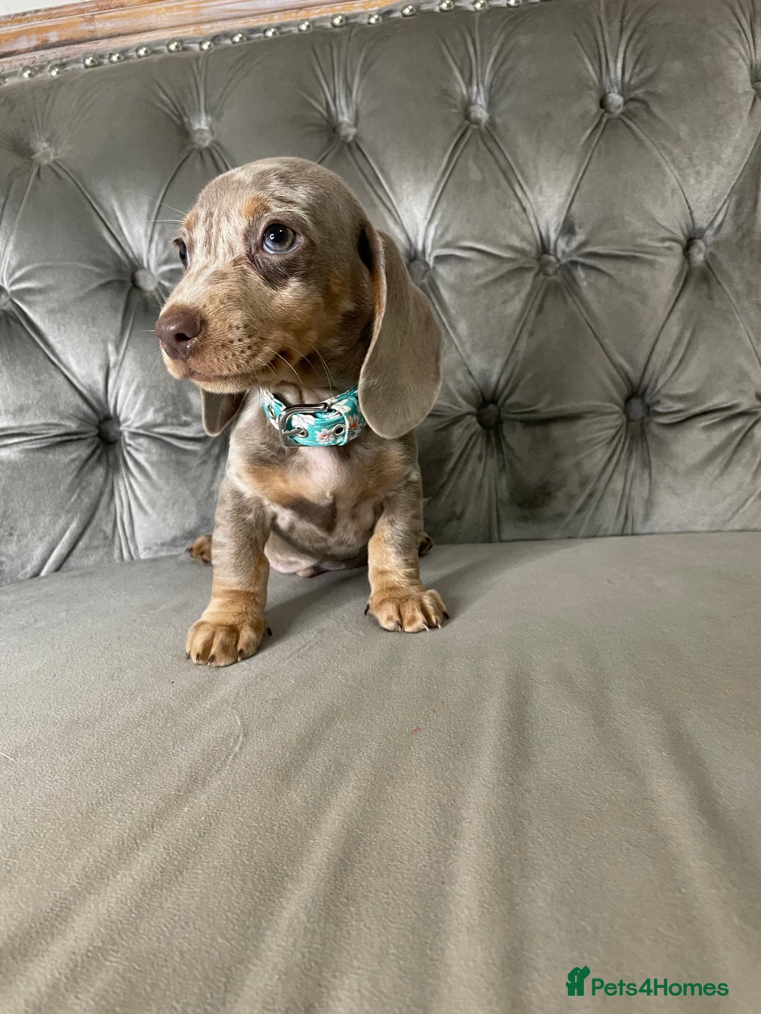 Miniature Dachshund dogs for sale: Miniature Dachshund Puppies ONE LEFT - Image 5