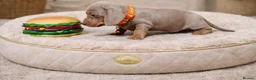 Miniature Dachshund dogs for sale: KC Mini Dachshund Puppies – Ultra Low 0.9% COI - Advert 4