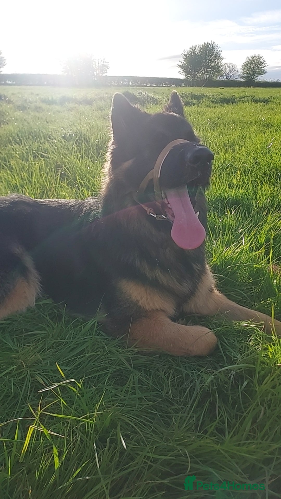 Mixed Breed dogs for sale: Shepweiler puppies READY TO RESERVE! - Image 28