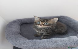 Mixed Breed cats for sale: 3 gorgeous boys - Image 8